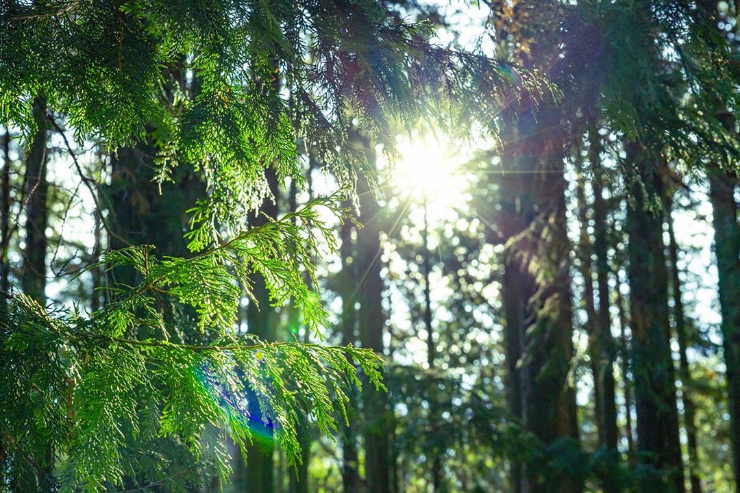 Hutan hinoki di Jepang — alam yang menjadi acuan aroma Botanica