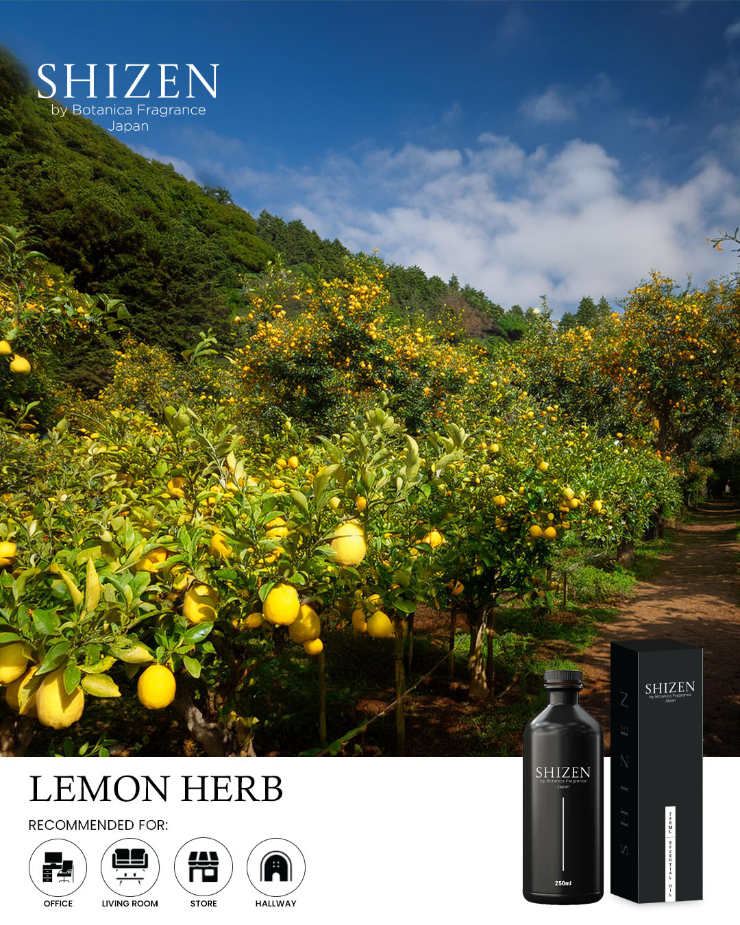 Lemon Herb - Essential Oil Inspired by Regal Hotel - Image 3