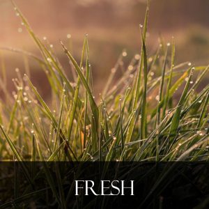 Fresh
