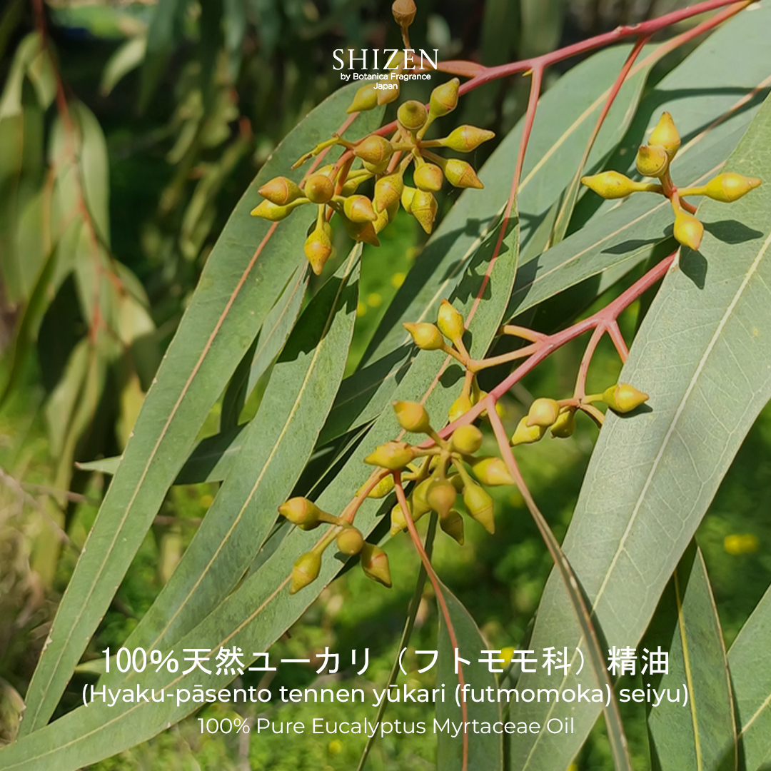 Shizen Essential Oil Eucalyptus 15ml – 100% Pure untuk diffuser dan DIY aromatheraphy - Image 3